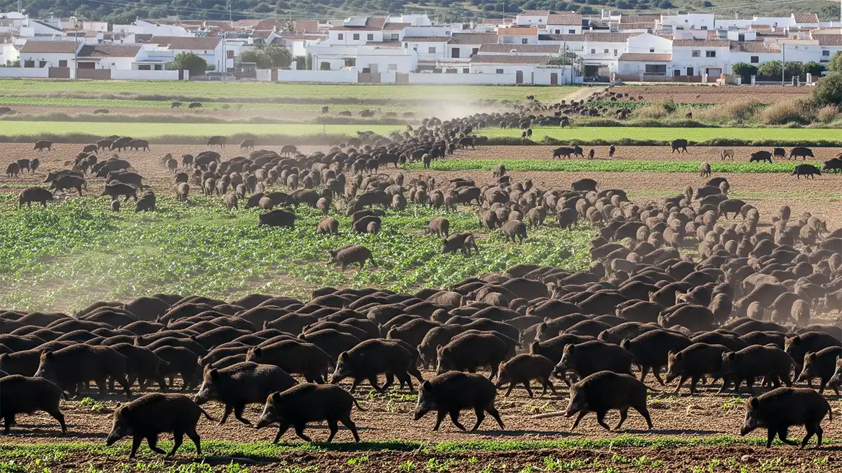 El problema de la sobrepoblación del jabalí