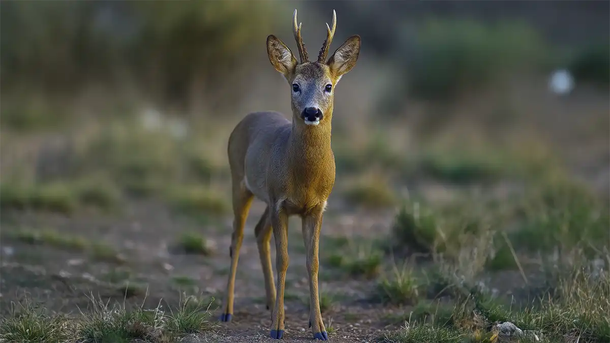 Guía Completa: Equipo Esencial para la Caza del Corzo a Rececho 2025