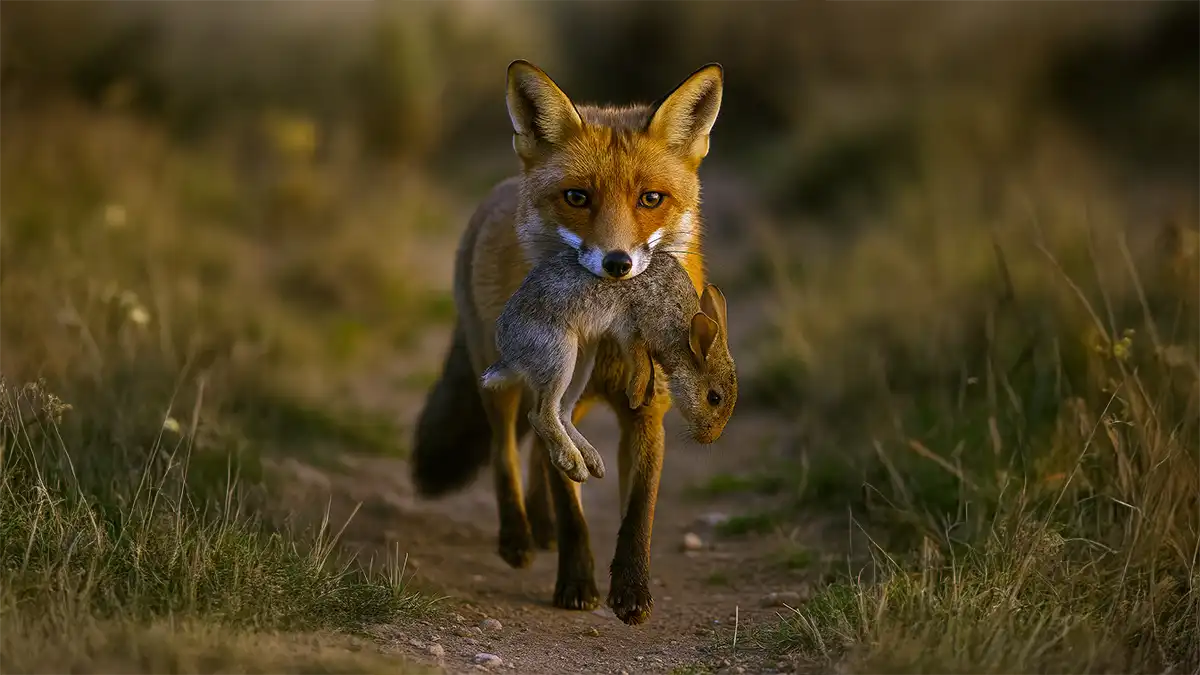 Especies de caza: El zorro alimentación
