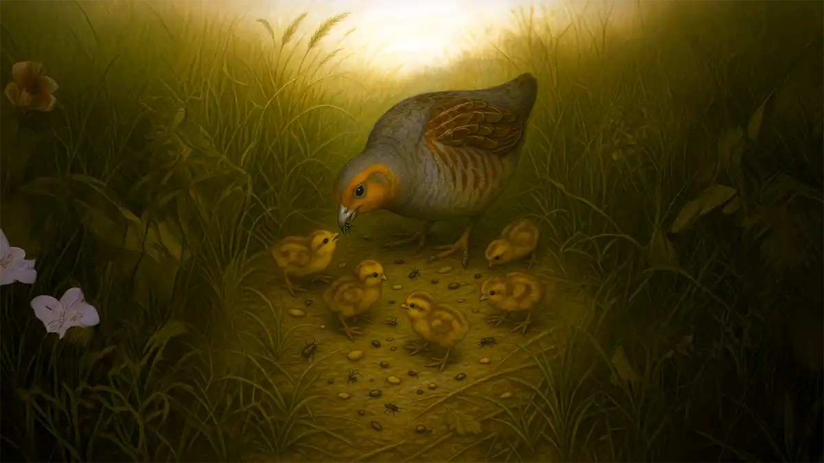 Especies de caza: Perdiz pardilla Alimentación